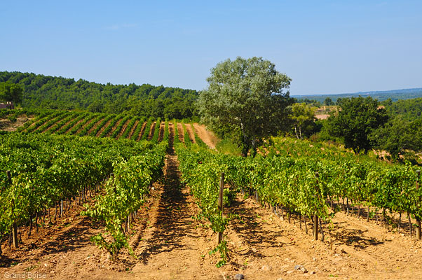Vines at Cabassude