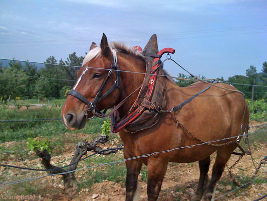 Horse ploughing the old vines