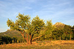 Olive tree and Mount Olympe