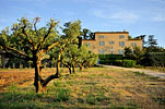 Olive tree and Bastide